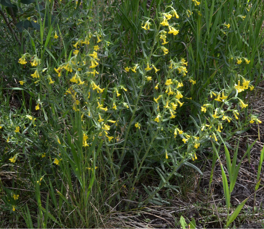 صورة Lithospermum multiflorum S. Wats.