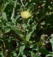 Imagem de Ericameria discoidea (Nutt.) G. L. Nesom