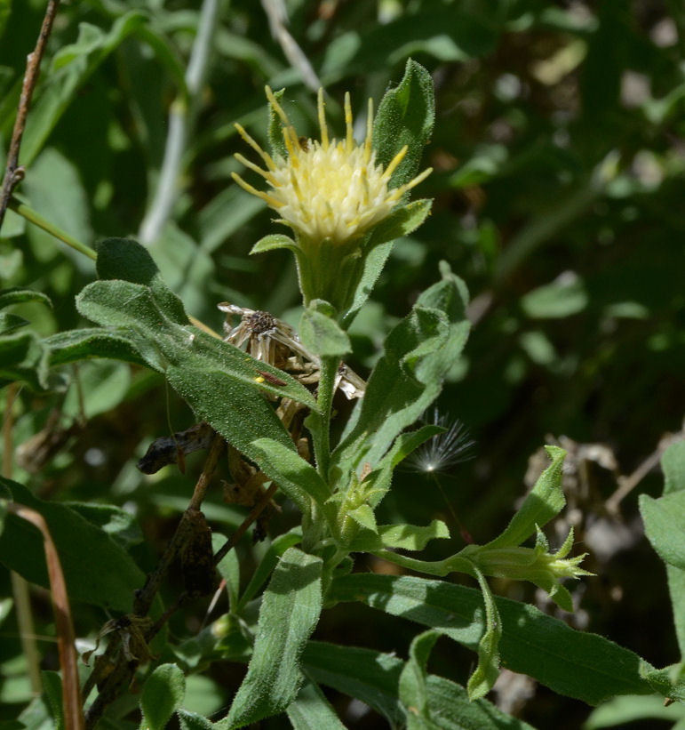 Imagem de Ericameria discoidea (Nutt.) G. L. Nesom