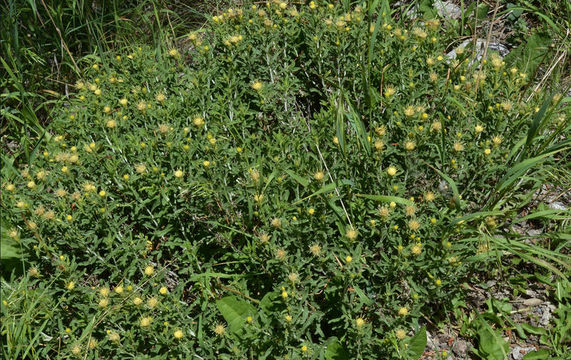 Image of whitestem goldenbush