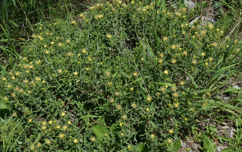 Imagem de Ericameria discoidea (Nutt.) G. L. Nesom