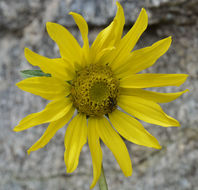 Plancia ëd Helianthella quinquenervis (Hook.) A. Gray