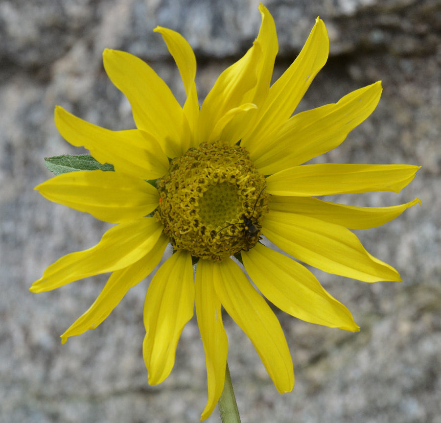 Image of Aspen Sunflower