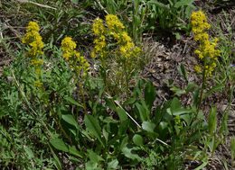 Image of <i>Solidago <i>simplex</i></i> var. simplex