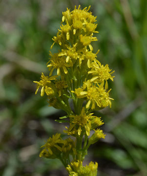 Image of <i>Solidago <i>simplex</i></i> var. simplex