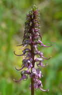 Imagem de Pedicularis groenlandica Retz.