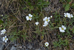 Imagem de Cerastium arvense subsp. strictum (L.) Gaudin