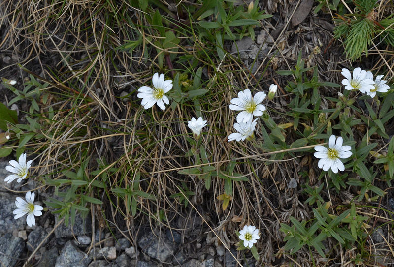 Слика од Cerastium arvense subsp. strictum (L.) Gaudin