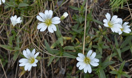 Plancia ëd Cerastium arvense subsp. strictum (L.) Gaudin