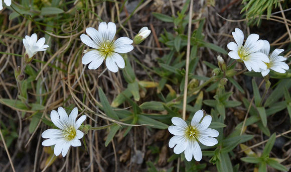 Imagem de Cerastium arvense subsp. strictum (L.) Gaudin