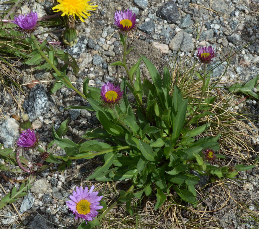 Image of <i>Erigeron <i>glacialis</i></i> var. glacialis