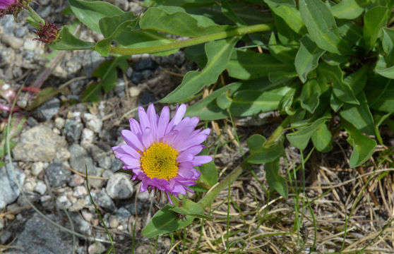 Image of <i>Erigeron <i>glacialis</i></i> var. glacialis