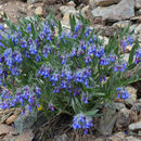 Image of <i>Mertensia lanceolata</i> var. <i>nivalis</i>