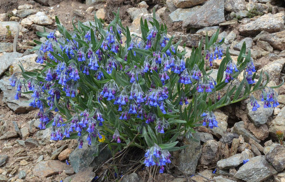 Image de <i>Mertensia lanceolata</i> var. <i>nivalis</i>