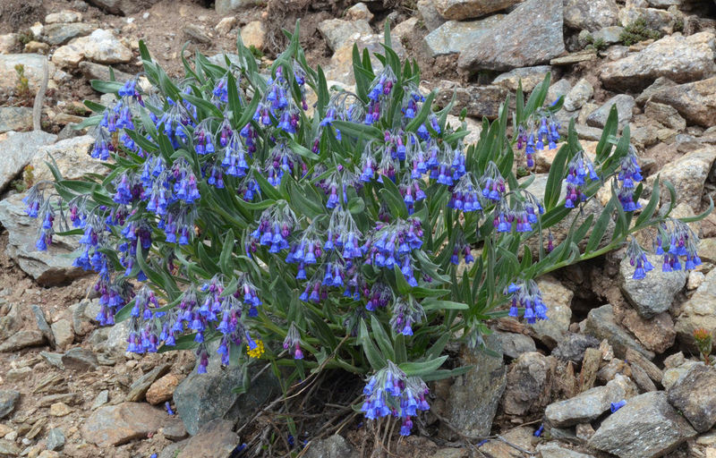 Image de <i>Mertensia lanceolata</i> var. <i>nivalis</i>