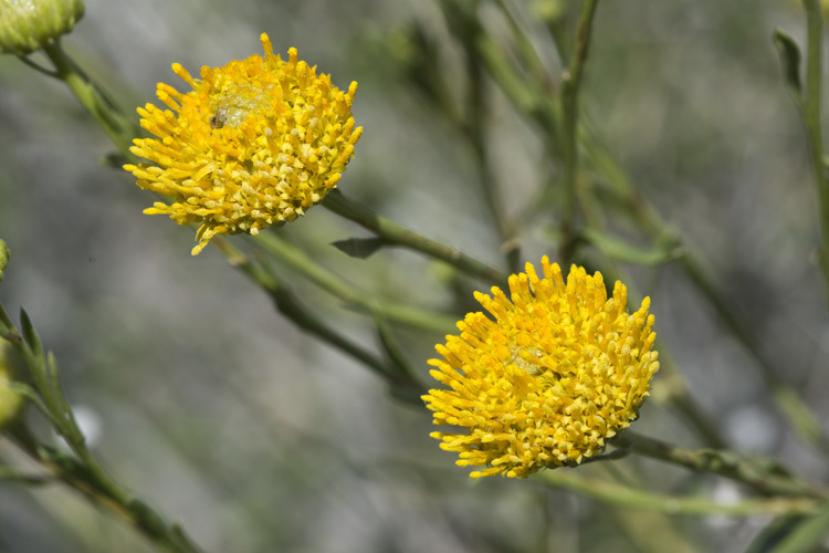 Image of yellow aster