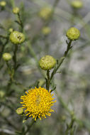 Image of yellow aster