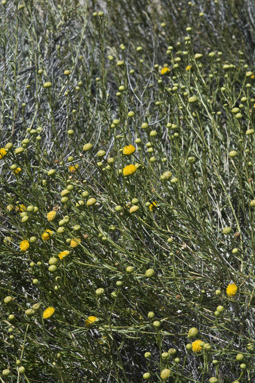 Image of yellow aster