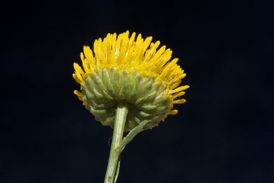 Image of yellow aster