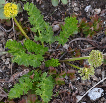 Image of Baker's alpineparsley