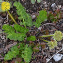 Image of <i>Cymopterus bakeri</i>