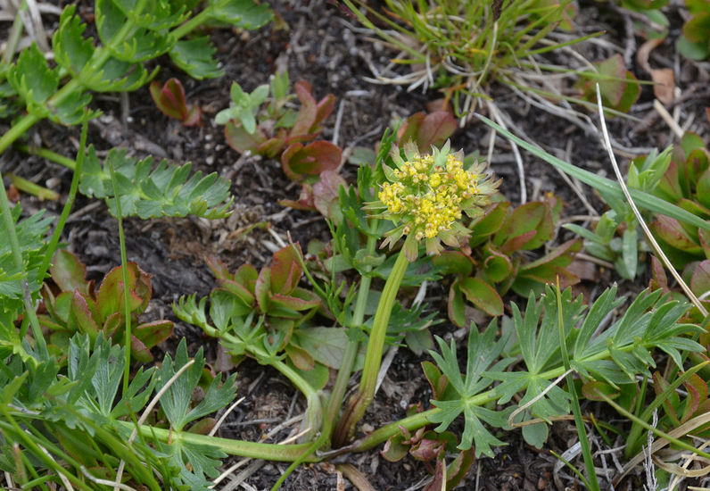 Image of <i>Cymopterus bakeri</i>