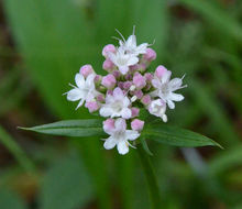 Image of Cordilleran Valerian