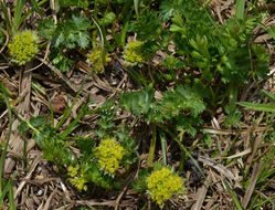 Image of Baker's alpineparsley