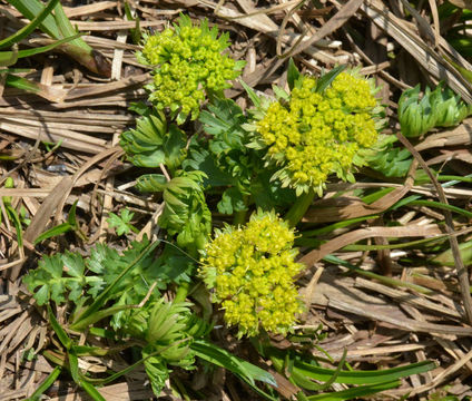 Imagem de <i>Cymopterus bakeri</i>