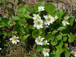 Image de Caltha leptosepala DC.