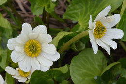 Image de Caltha leptosepala DC.