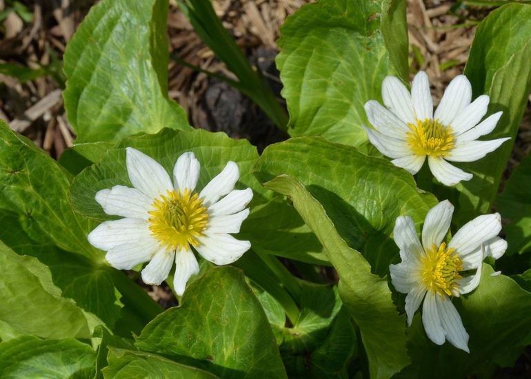 Image de Caltha leptosepala DC.