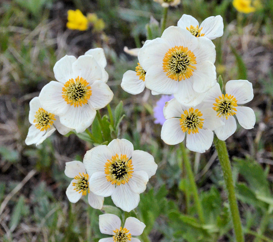 Imagem de <i>Anemone narcissiflora</i> var. <i>zephyra</i>