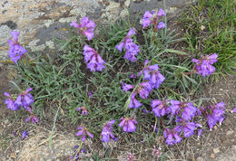 Plancia ëd Penstemon hallii A. Gray