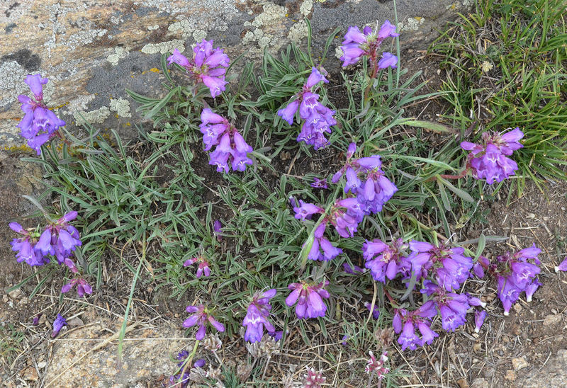 Plancia ëd Penstemon hallii A. Gray