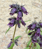 Image of Whipple's penstemon