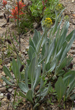 Plancia ëd Senecio atratus Greene