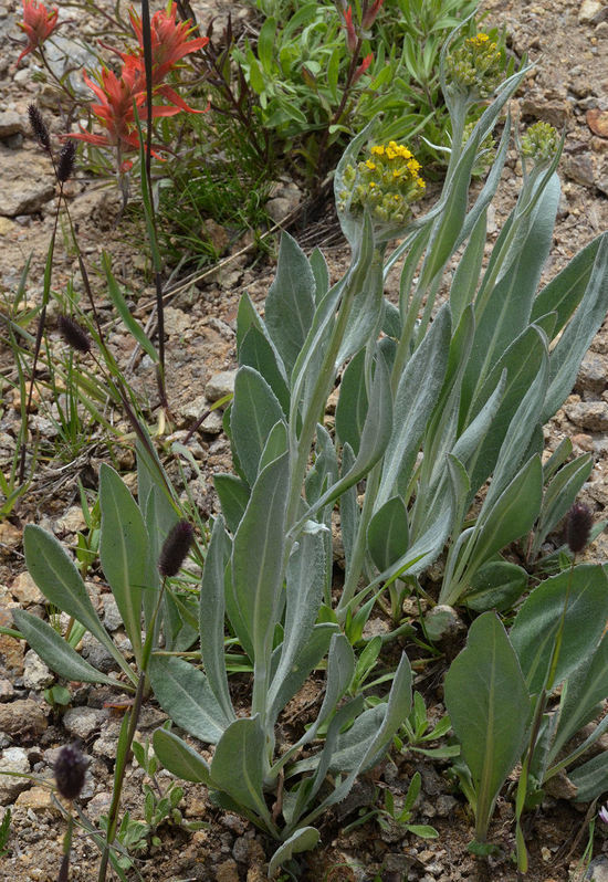 Plancia ëd Senecio atratus Greene