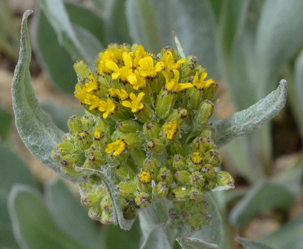 Image of tall blacktip ragwort