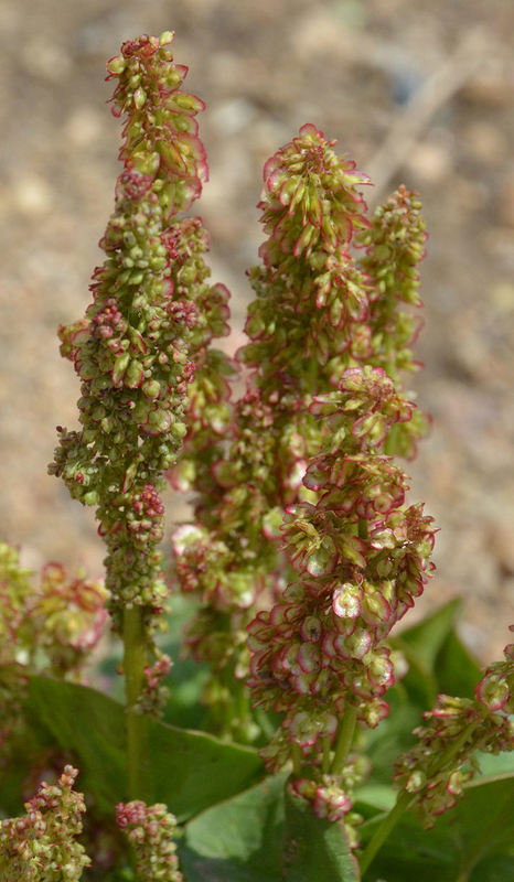 Image of Alpine mountain-sorrel