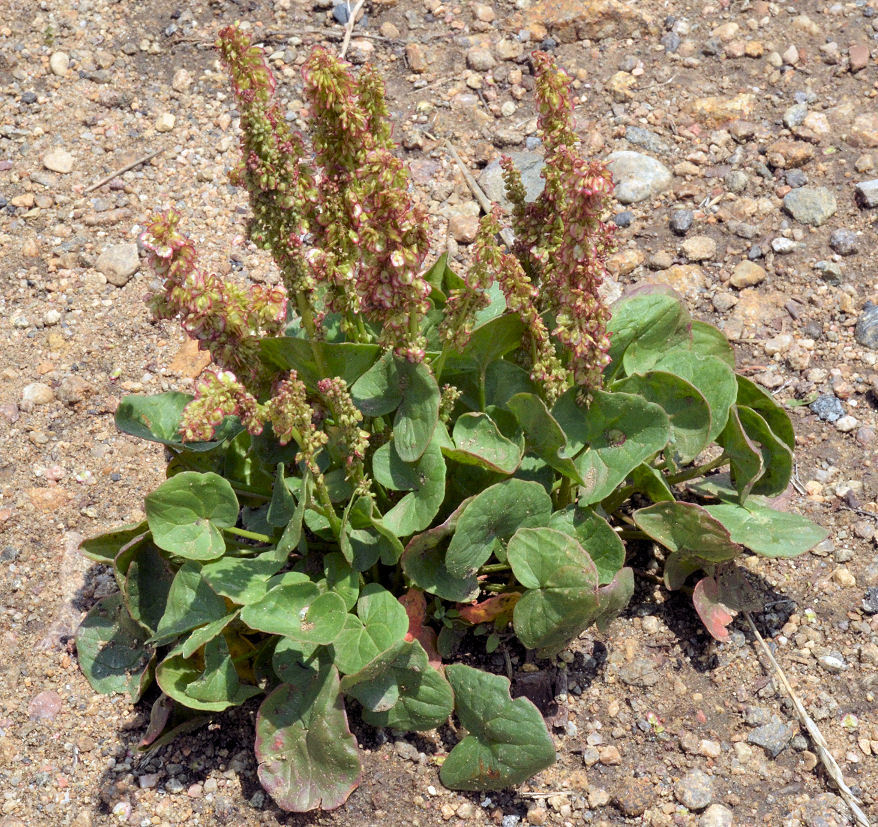 Image of Alpine mountain-sorrel