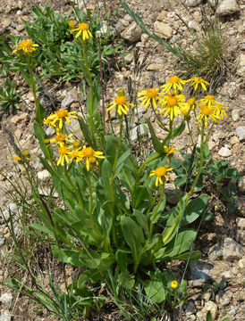 Image of Thick-Leaf Ragwort