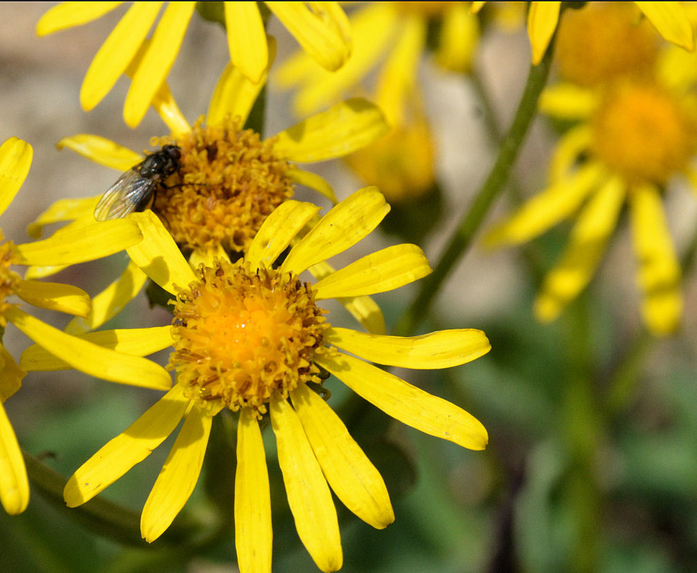 Image of Thick-Leaf Ragwort