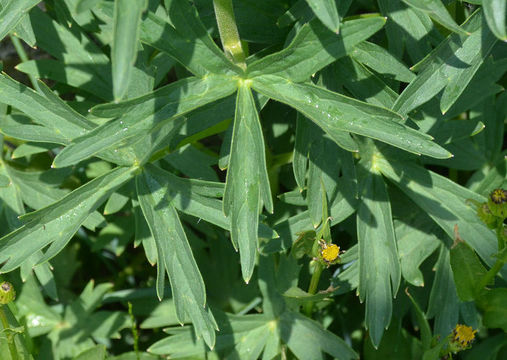 Image of subalpine larkspur