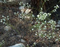 Image of mountain pepperweed