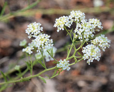 Image of mountain pepperweed