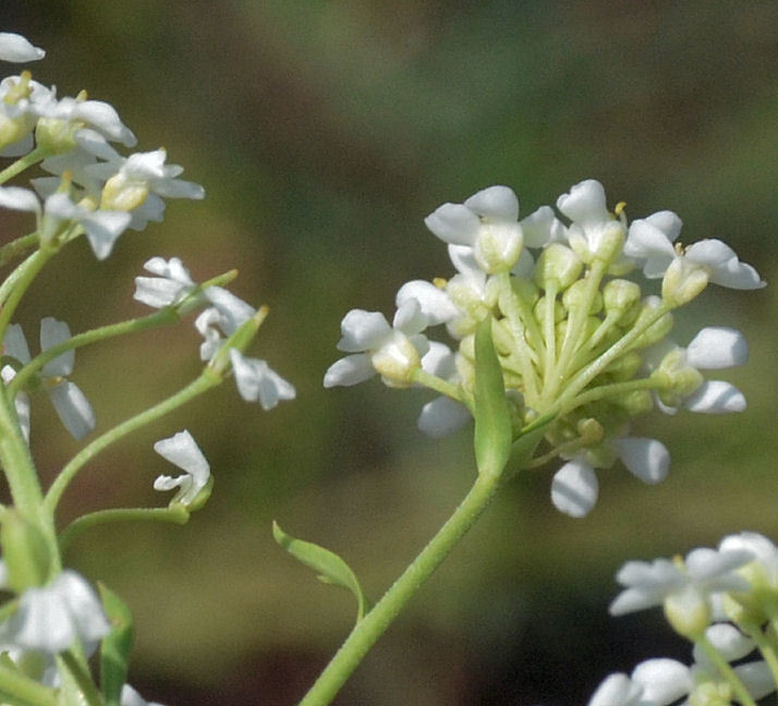 Image of mountain pepperweed