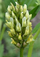 Image of American licorice