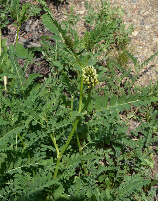 Image of American licorice