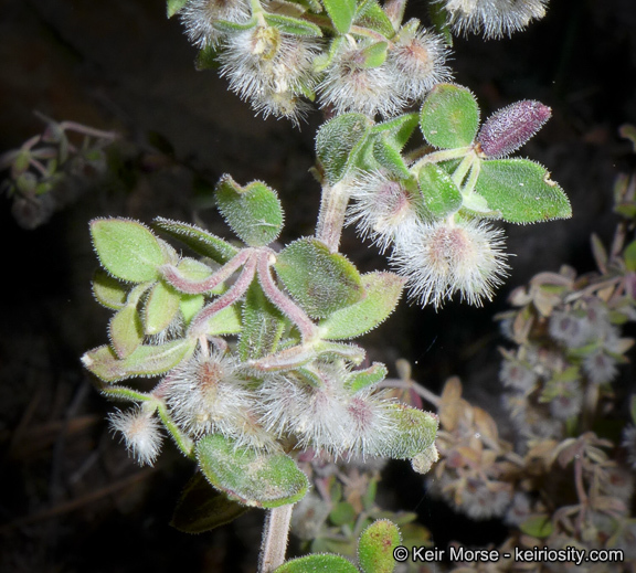 Image of Hall's bedstraw